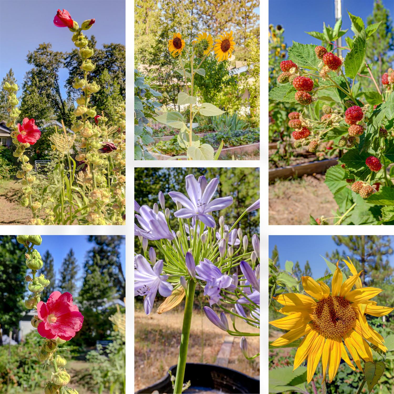 11823 Lost Ranch Way Nevada City, CA 95959 - Photo 58 of 78