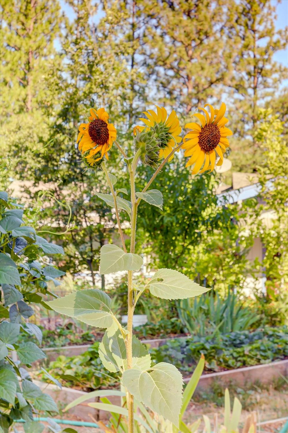 11823 Lost Ranch Way Nevada City, CA 95959 - Photo 68 of 78