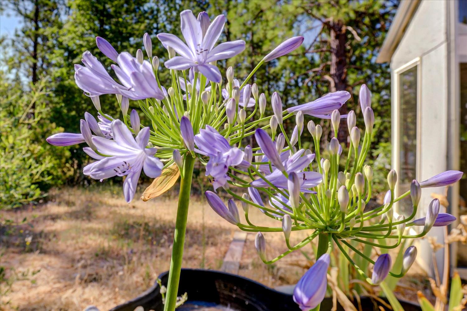11823 Lost Ranch Way Nevada City, CA 95959 - Photo 69 of 78