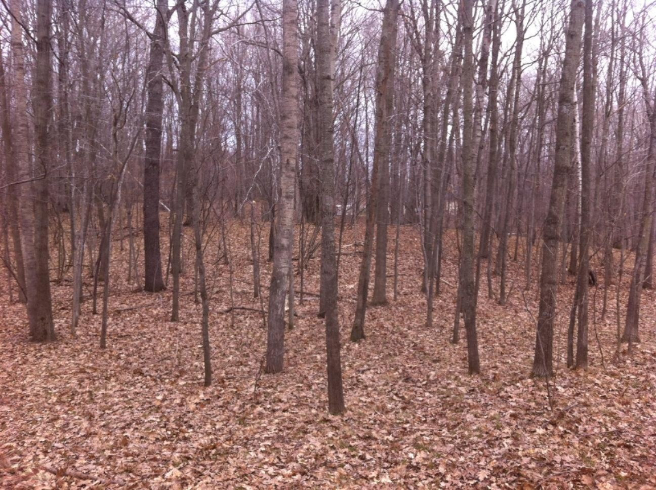 West River Road Weidman, MI 48893 - Photo 2 of 4 photo 1