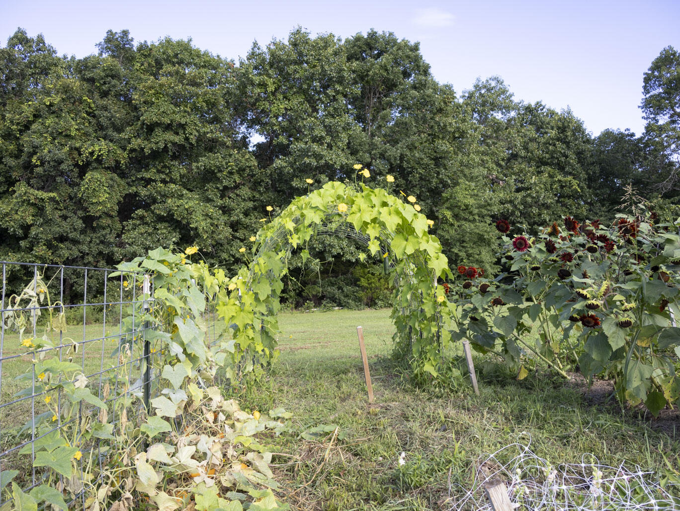 7 Route Ava, MO 65608 - Photo 84 of 111 Garden