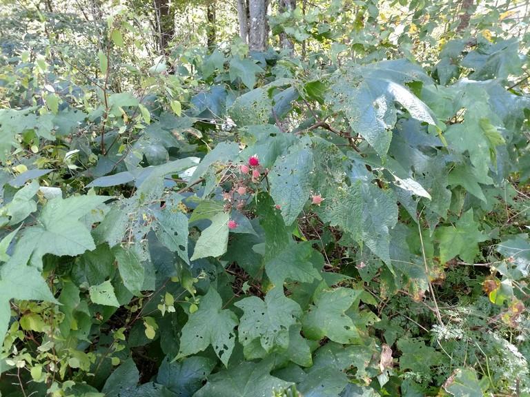 8769 Highway 14 Brookfield, VT 05036 - Photo 26 of 40