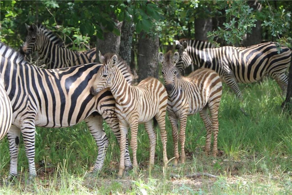 9042 Safari Bluff Larue, TX 75770 - Photo 33 of 40 a view of outdoor space and yard