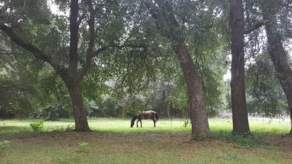 2124 State Rd S-15-28 Walterboro, SC 29488 - Photo 1 of 28 pasture