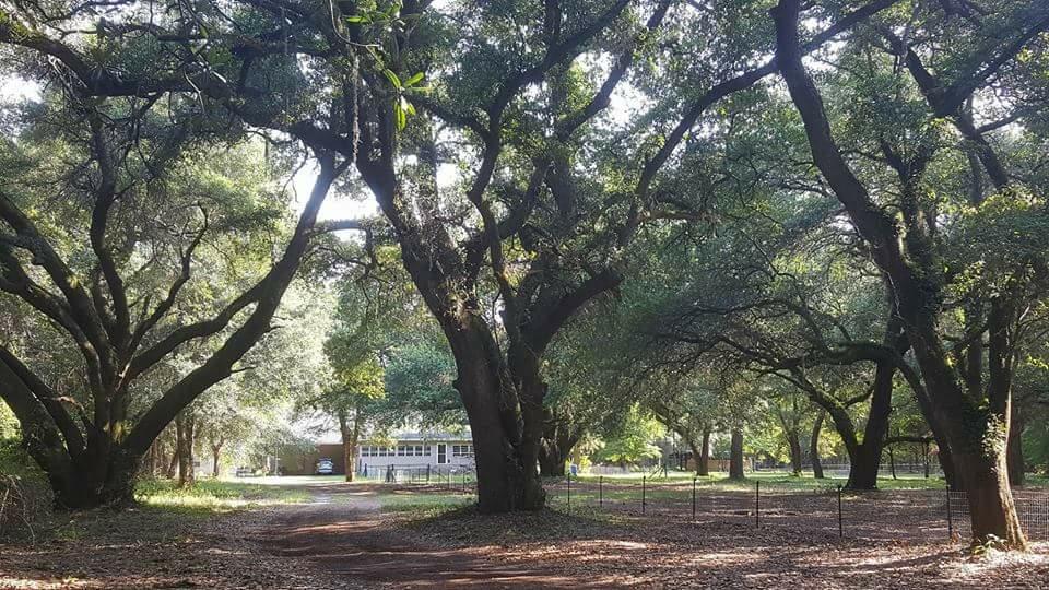 2124 State Rd S-15-28 Walterboro, SC 29488 - Photo 2 of 28 driveway