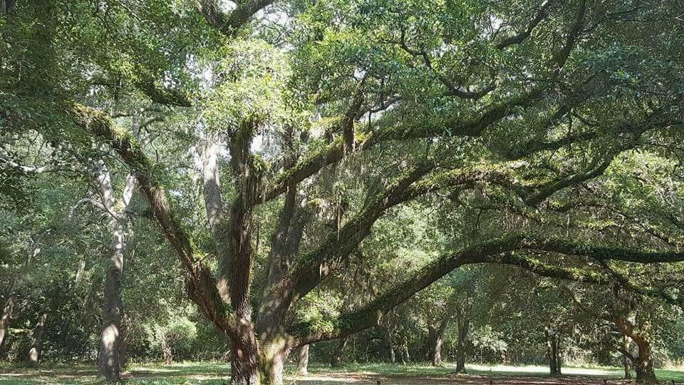 2124 State Rd S-15-28 Walterboro, SC 29488 - Photo 3 of 28 oak