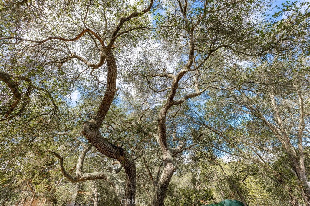 6472 Rainbow Heights Road Rainbow, CA 92028 - Photo 12 of 65 a view of tree