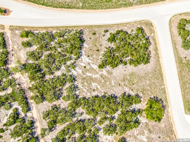 a view of a garden with a plant