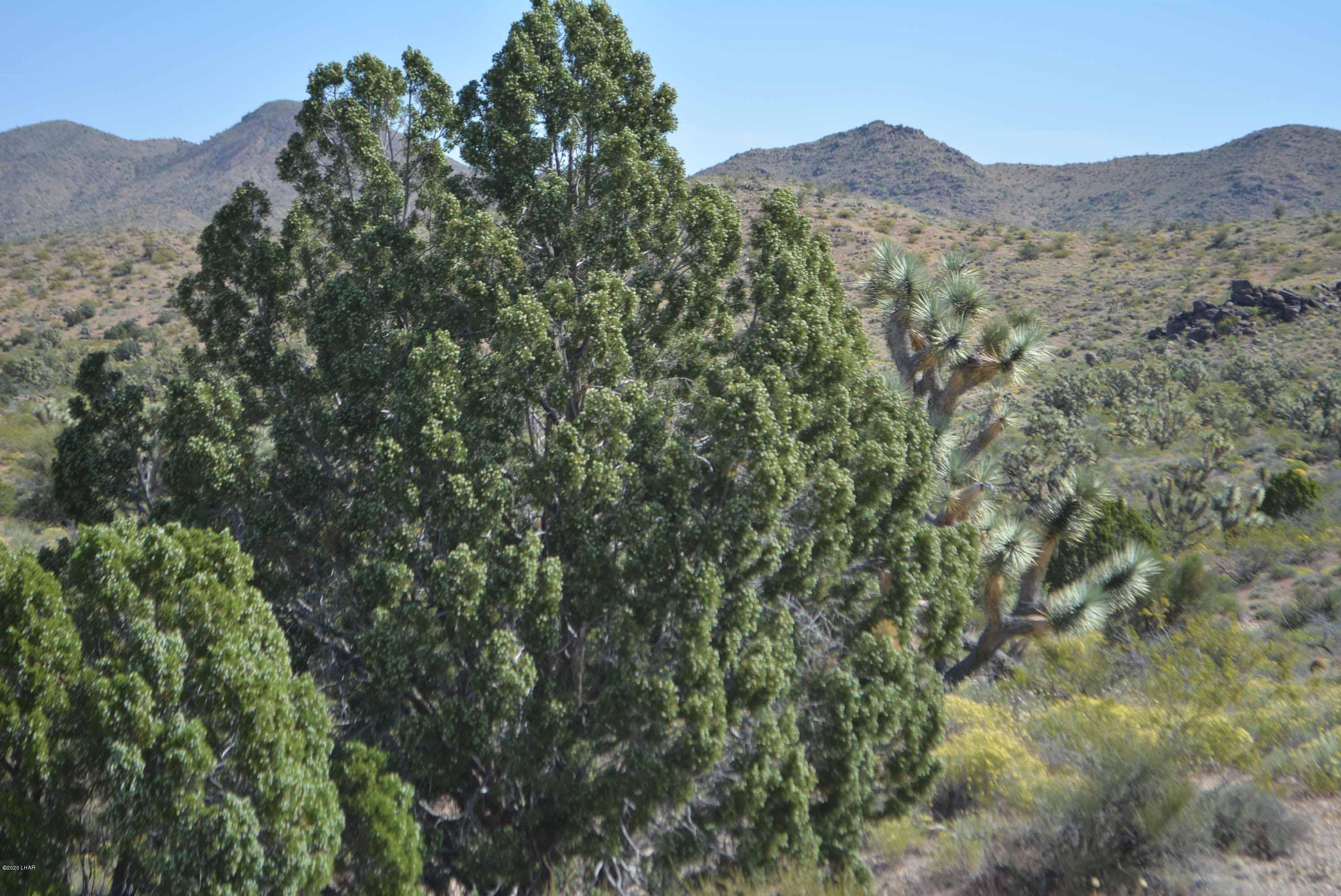 Lot 2396 Appaloosa Road Yucca, AZ 86438 - Photo 14 of 48 DSC_0726