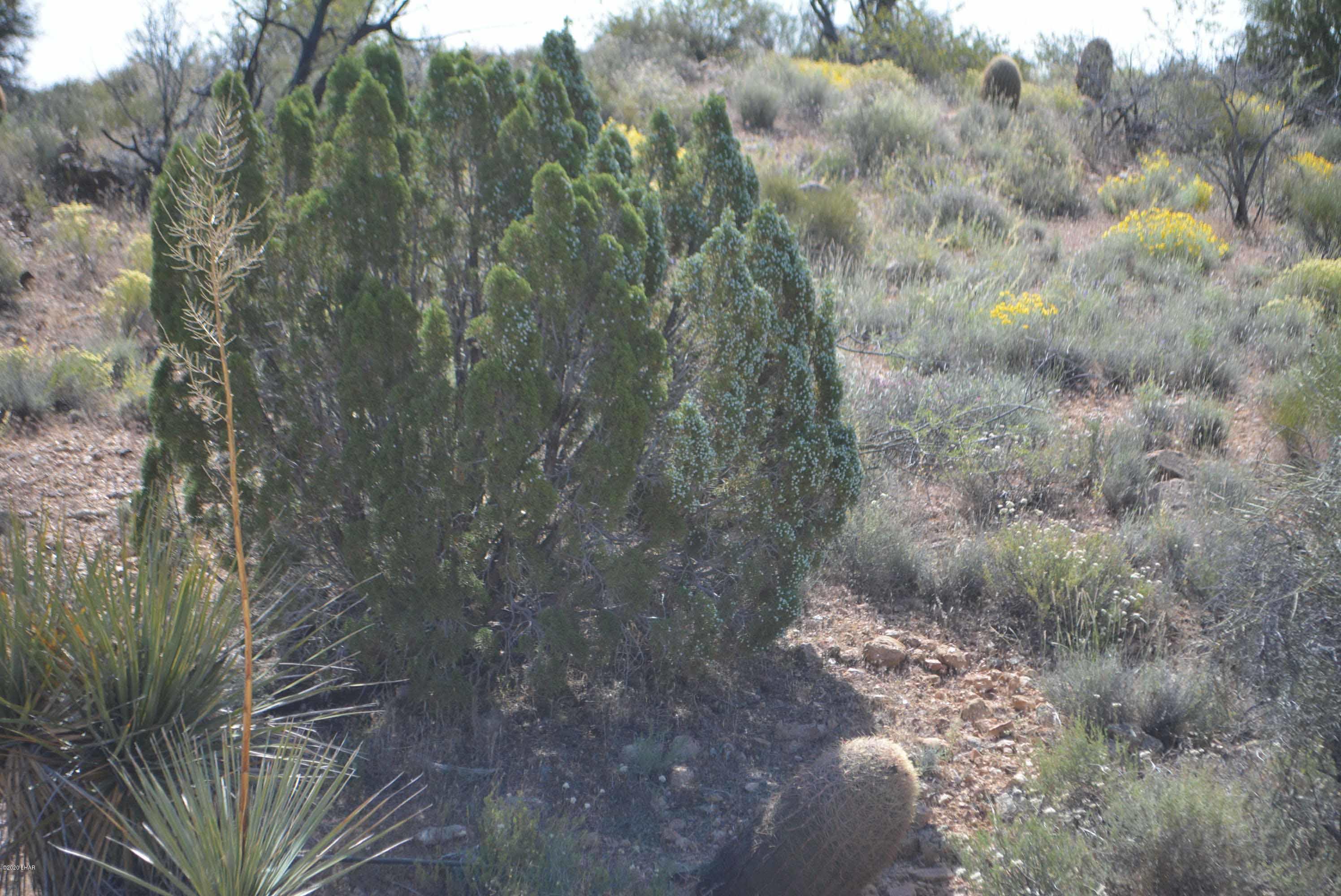Lot 2396 Appaloosa Road Yucca, AZ 86438 - Photo 24 of 48 DSC_0736