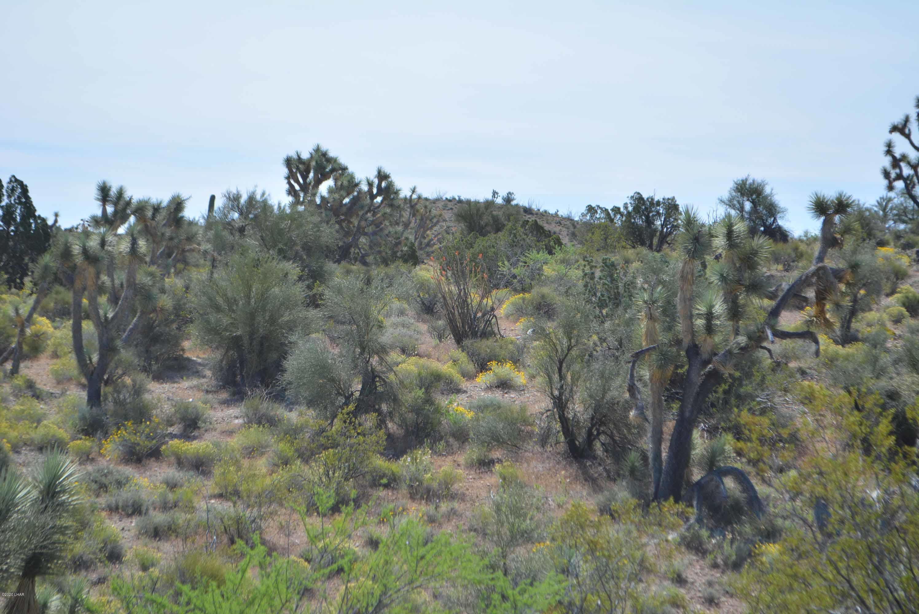 Lot 2396 Appaloosa Road Yucca, AZ 86438 - Photo 4 of 48 DSC_0716