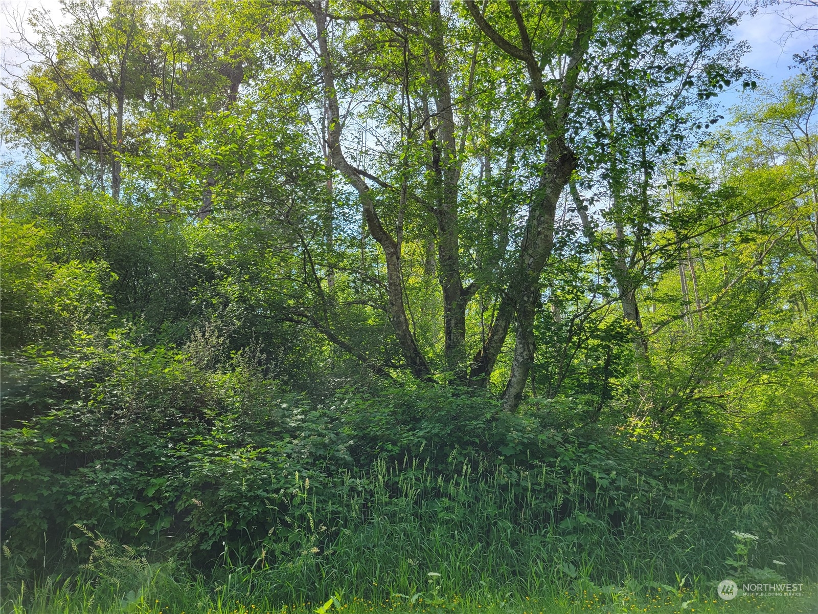 0 Chief Martin Road Bellingham, WA 98226 - Photo 4 of 7 a view of a lush green forest