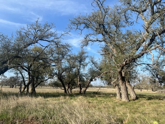 Lot 72 West Fallow Drive Harper, TX 78631 - Photo 28 of 30 a view of a yard with large trees