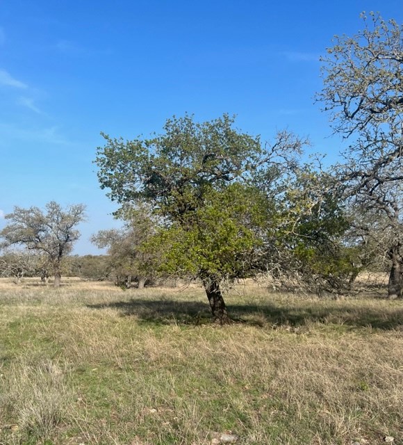 Lot 72 West Fallow Drive Harper, TX 78631 - Photo 29 of 30 a view of a dry field with lots of bushes