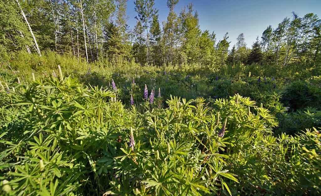 467 Foster Road Littleton, ME 04730 - Photo 66 of 80 foster-rd-lupine