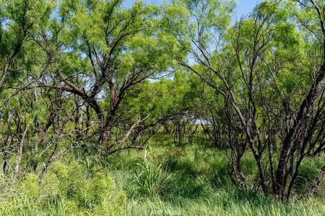 a view of a lush green forest