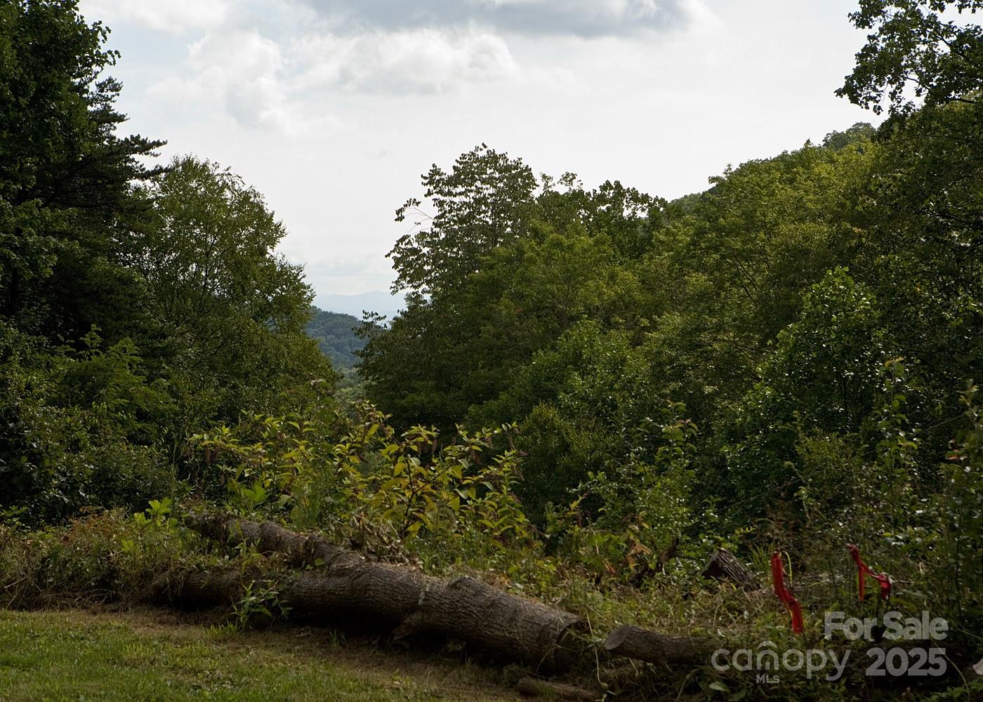 165 Peepeye Cove Road Leicester, NC 28748 - Photo 23 of 24 a view of a forest with a car park side of the road