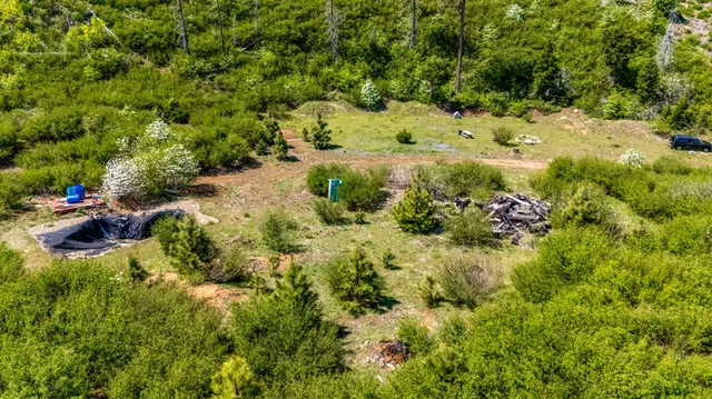 a view of a yard with plants and large trees