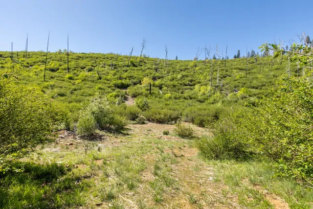 a view of a big yard with large trees