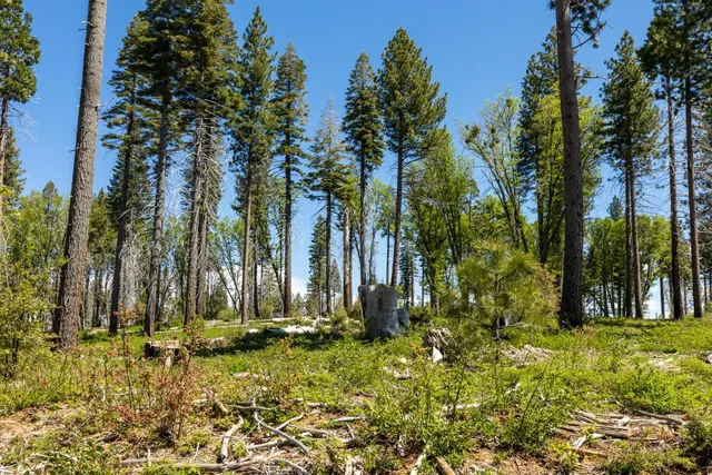 a view of outdoor space with garden