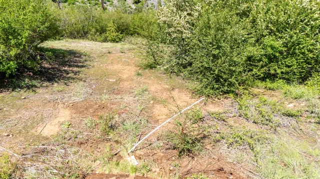 a view of a yard with a tree
