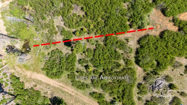 a view of a flower garden