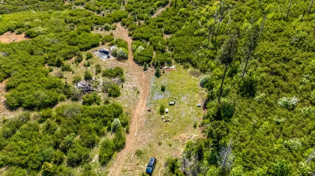 a view of a lush green forest with lots of trees