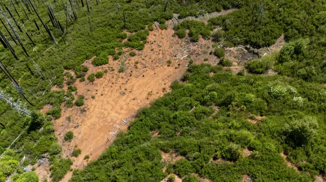 a view of a yard with a tree