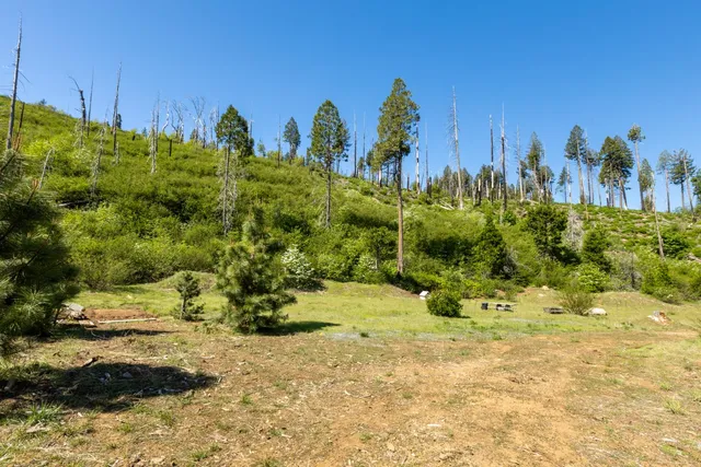 a view of a garden with plants