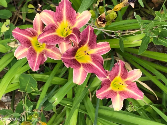 $489,500 | 4485 Wild Elk Trail, Flagstaff, AZ 86004