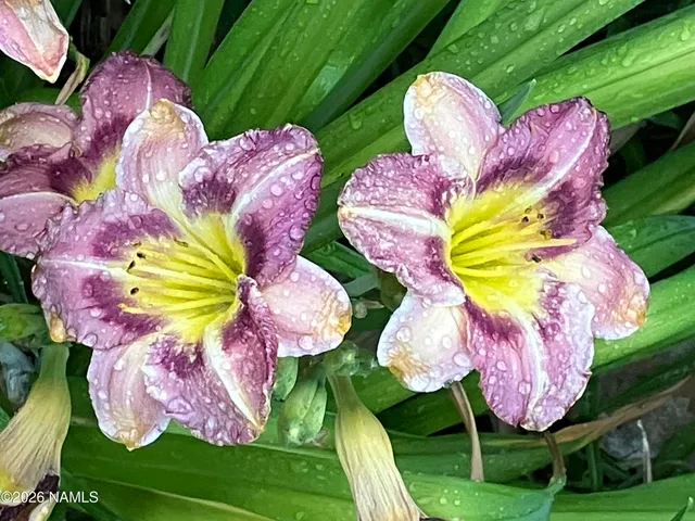 $489,500 | 4485 Wild Elk Trail, Flagstaff, AZ 86004