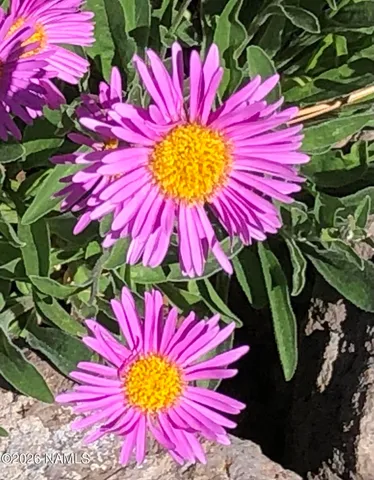 $489,500 | 4485 Wild Elk Trail, Flagstaff, AZ 86004