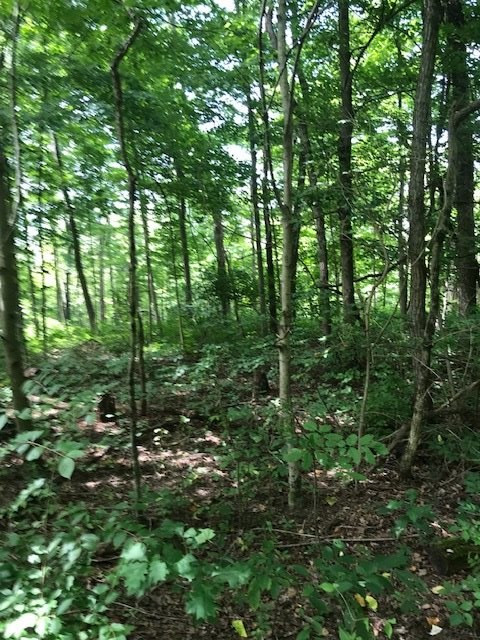 158-acres Eagle Tunnel Road Dry Ridge, KY 41035 - Photo 10 of 22 Gallery Image 10