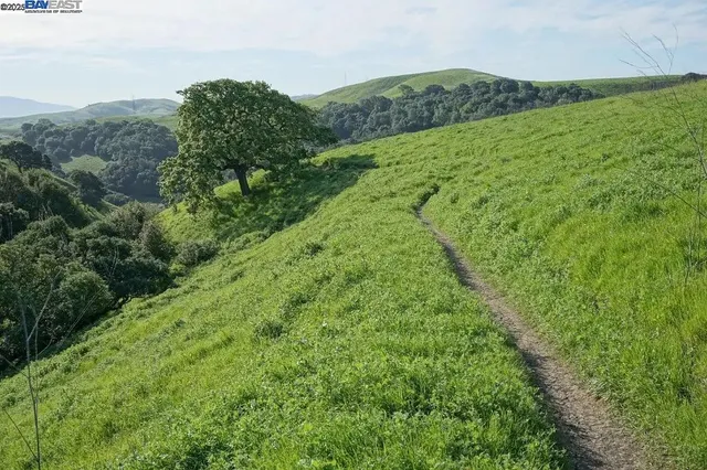 a view of a green field with lots of bushes
