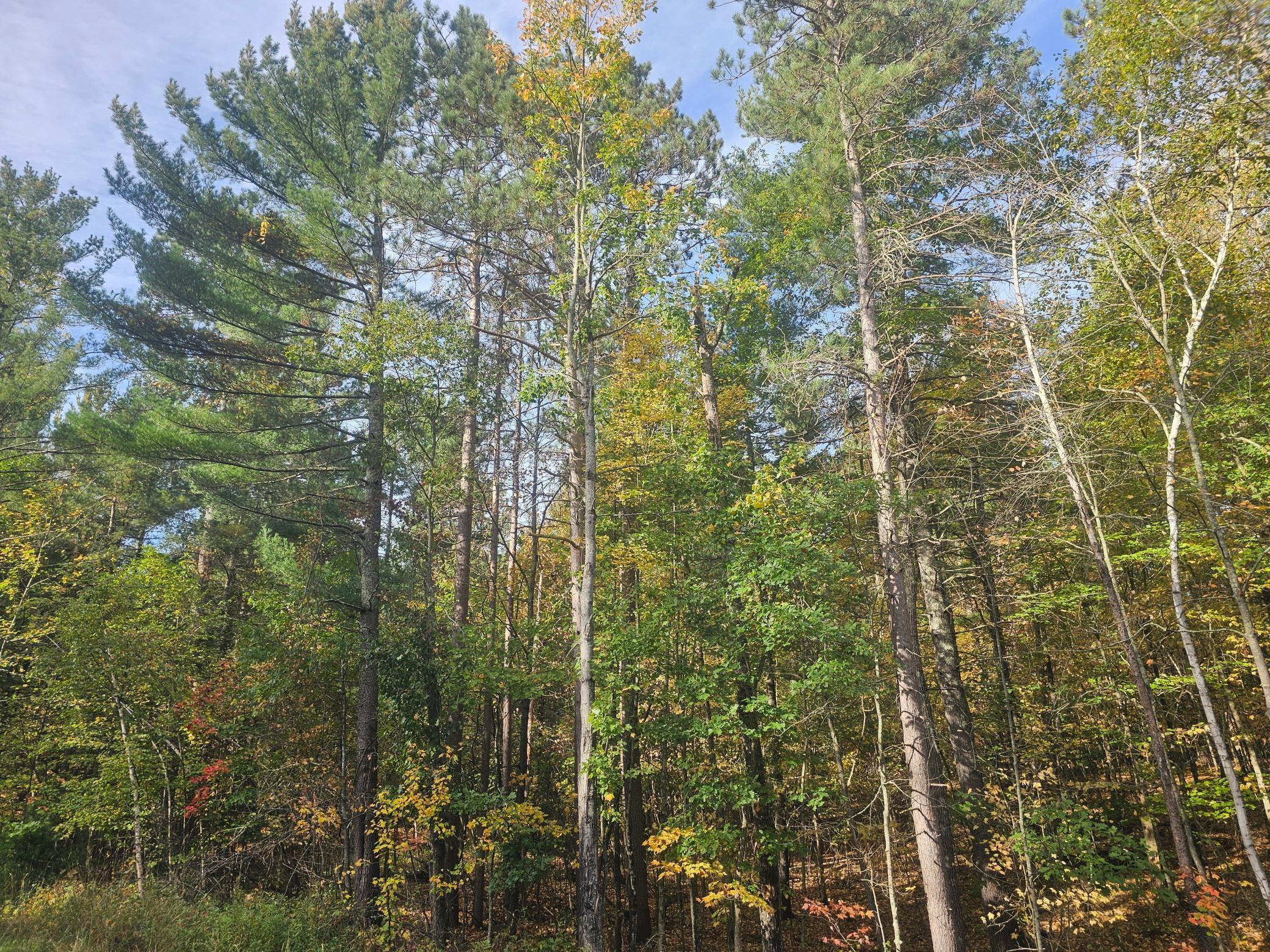 Xxx County Road H Road Danbury, WI 54830 - Photo 3 of 13
