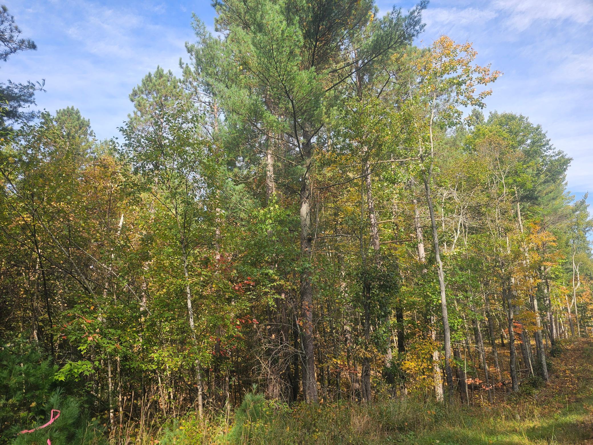 Xxx County Road H Road Danbury, WI 54830 - Photo 10 of 13