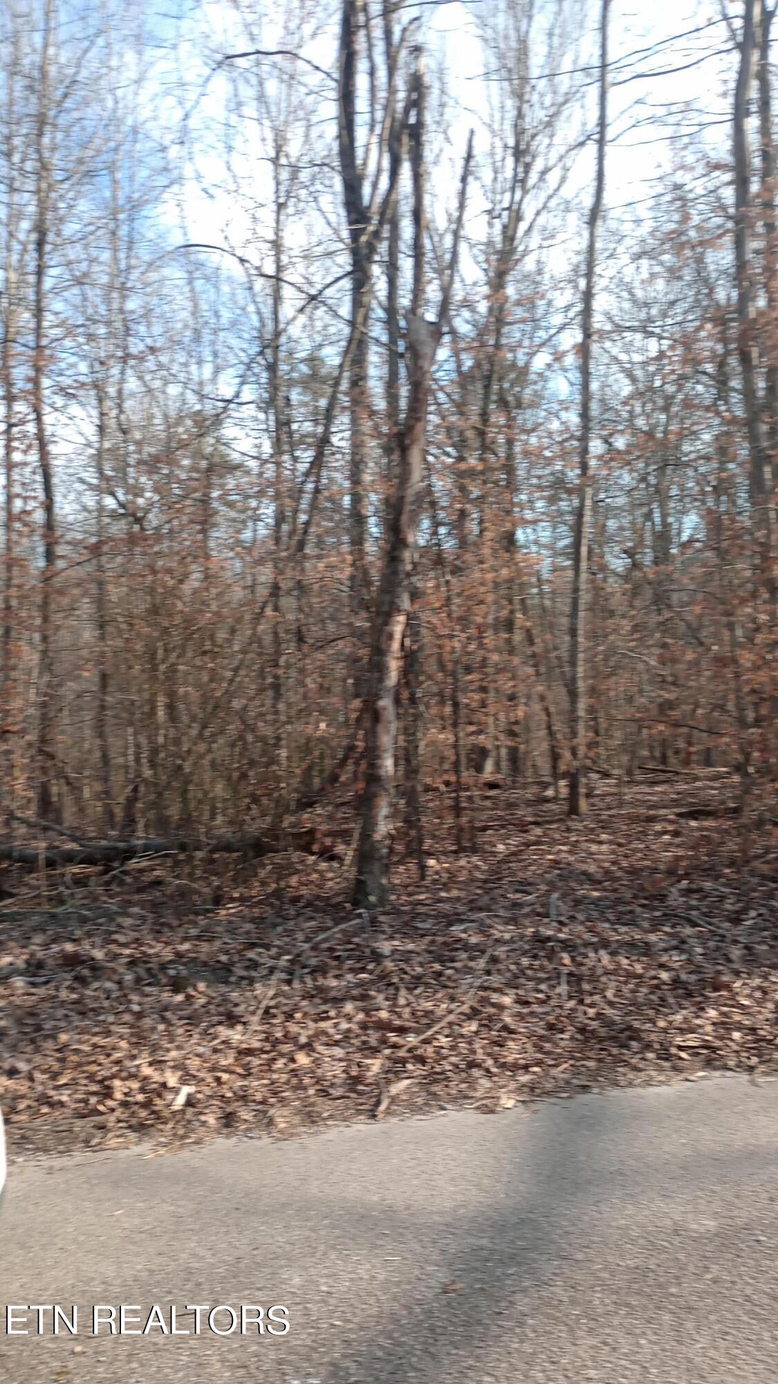 Carl Griffith Road Robbins, TN 37852 - Photo 2 of 3 IMG_20240321_172816471
