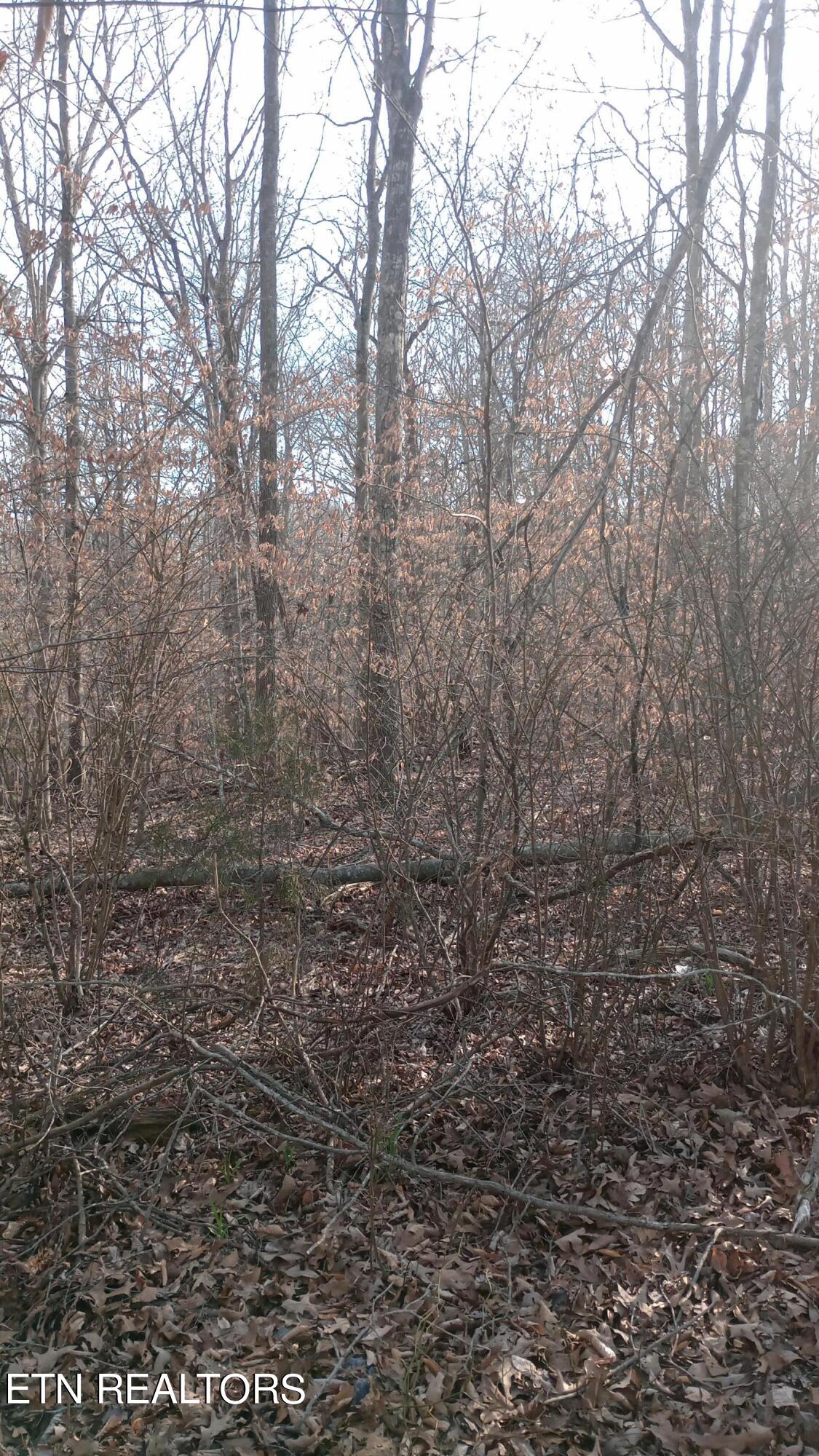 Carl Griffith Road Robbins, TN 37852 - Photo 3 of 3 IMG_20240321_172829365