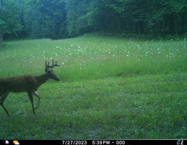 V/l Farrier Road Hillman, MI 49746 - Photo 7 of 26