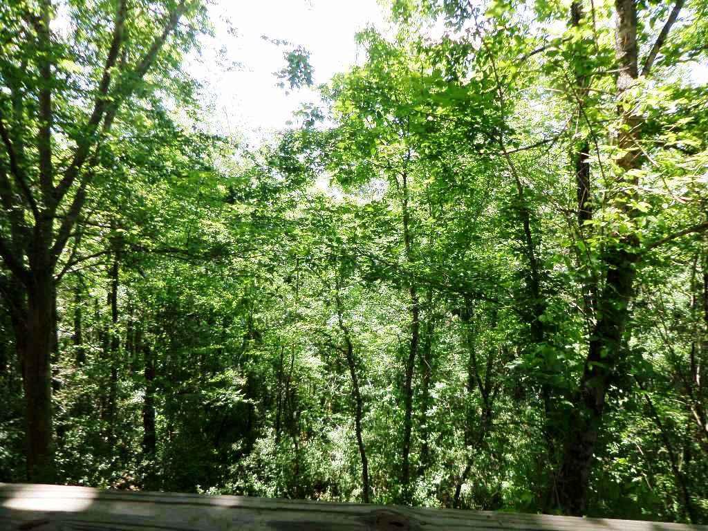 119 Garnet Lane Oak Ridge, TN 37830 - Photo 23 of 24 View from deck