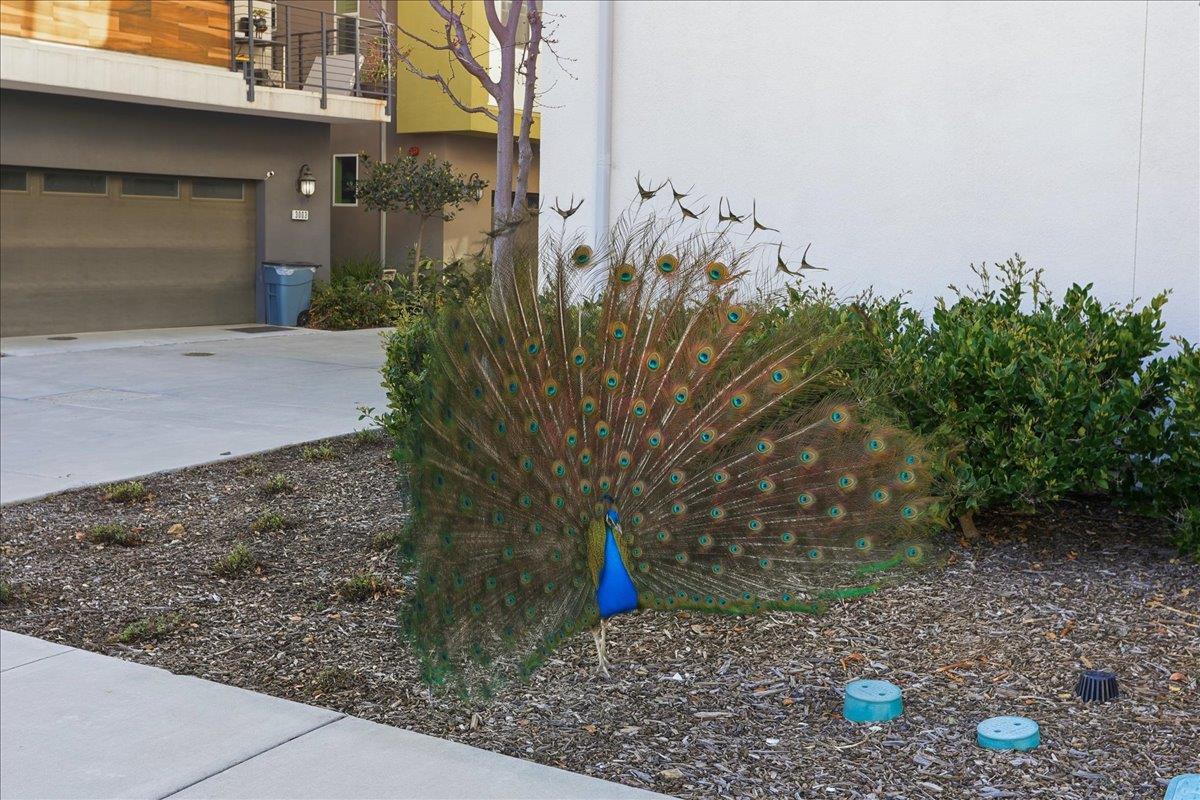 218 William Manly Street, Unit 2 San Jose, CA 95136 - Photo 35 of 65