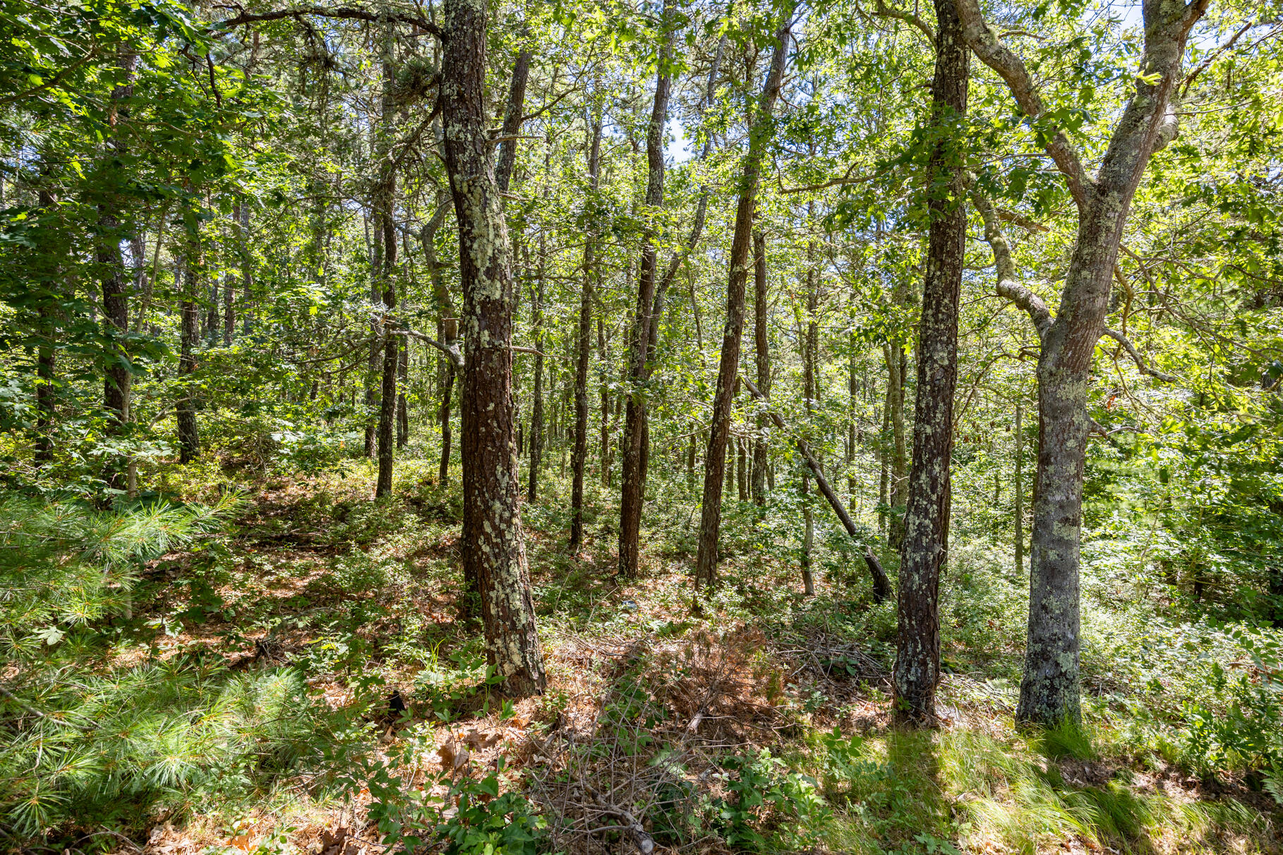 0 Tirrells Way South Chatham, MA 02659 - Photo 5 of 7 a view of forest