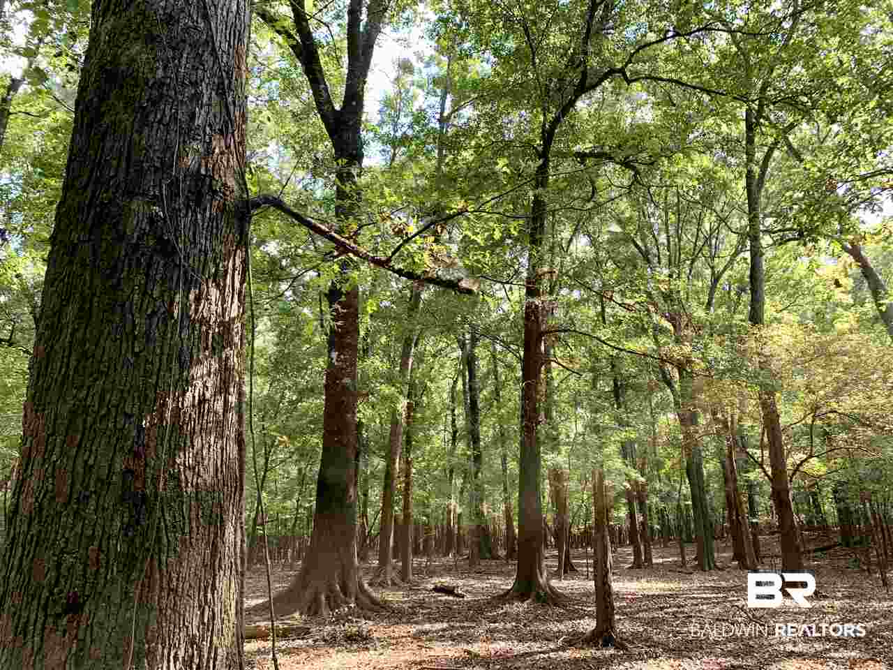 0 Holly Creek Road Stockton, AL 36579 - Photo 9 of 50