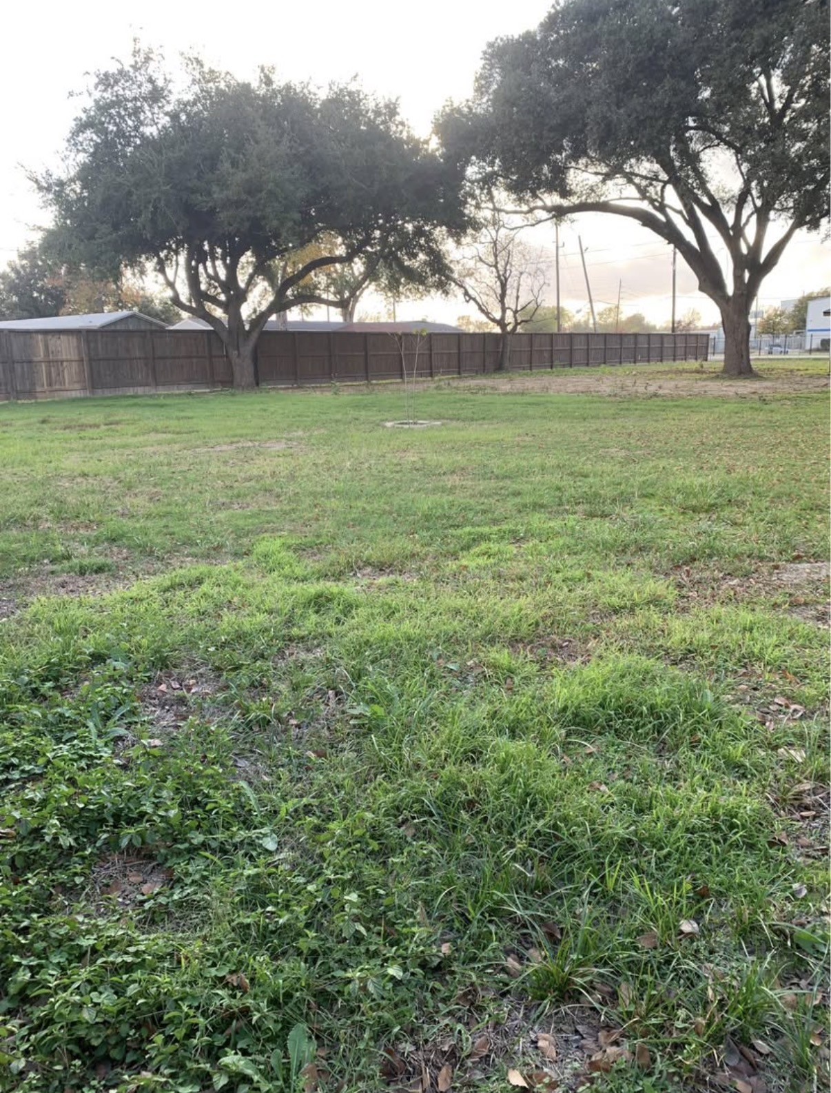a view of a field with a tree