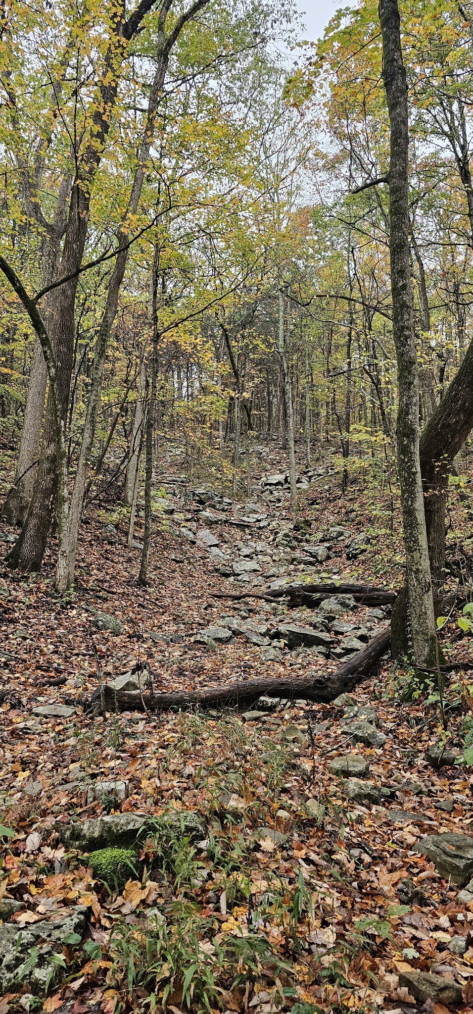 0 Hills Trace Road Morrison, TN 37357 - Photo 6 of 17 a view of a yard