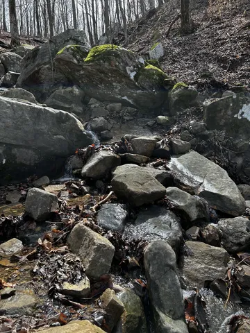 a view of a yard with trees