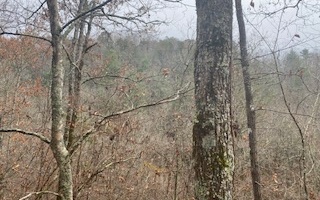 L771 Naomi Court Ranger, GA 30734 - Photo 4 of 4 Additional View