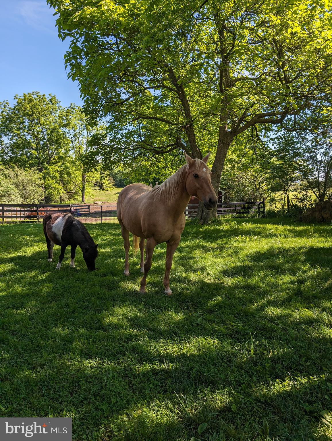 1181 Clark Road Stephens City, VA 22655 - Photo 66 of 68 Gallery Image 66