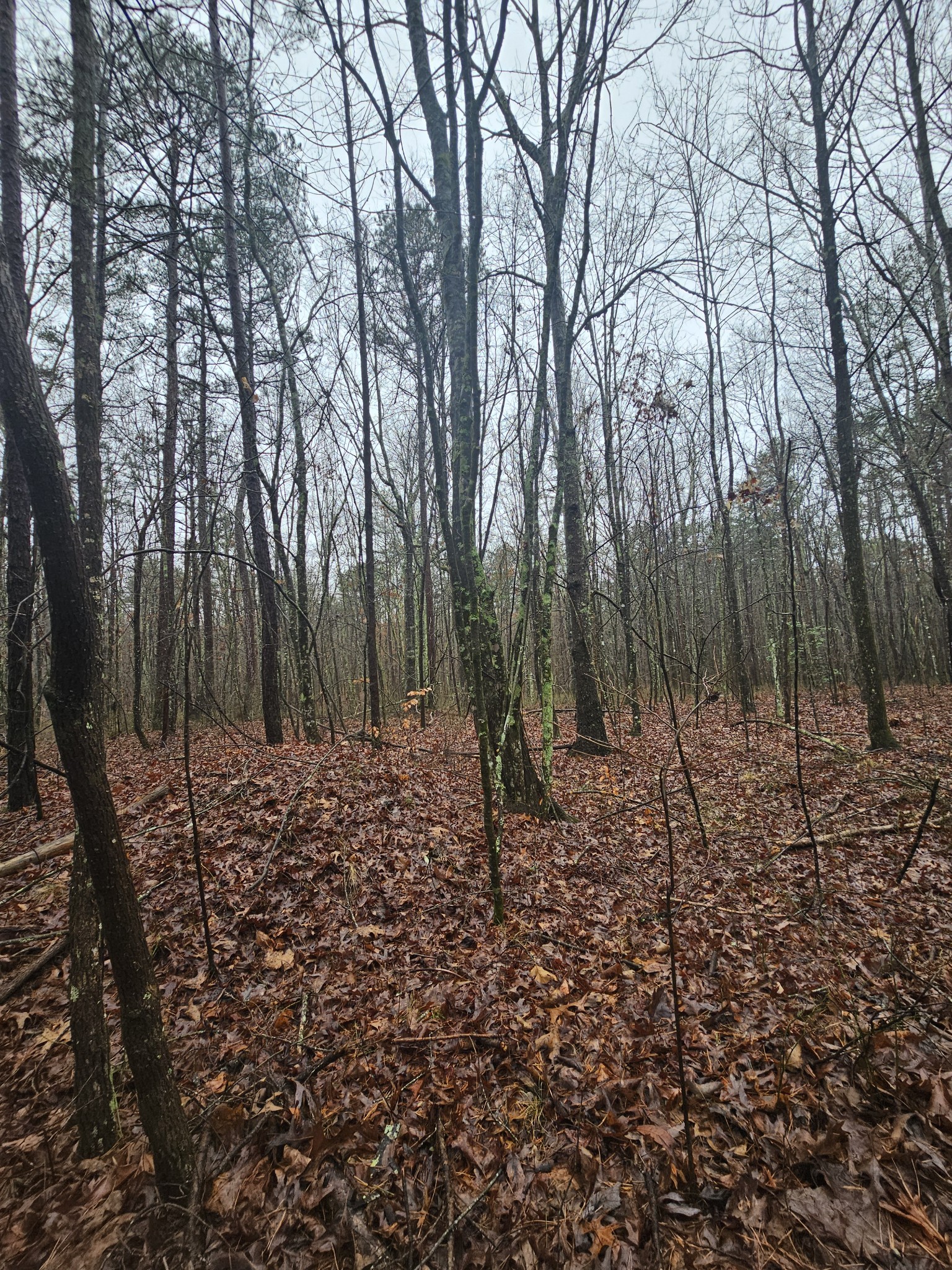 16 Highway 150 Sequatchie, TN 37374 - Photo 2 of 15