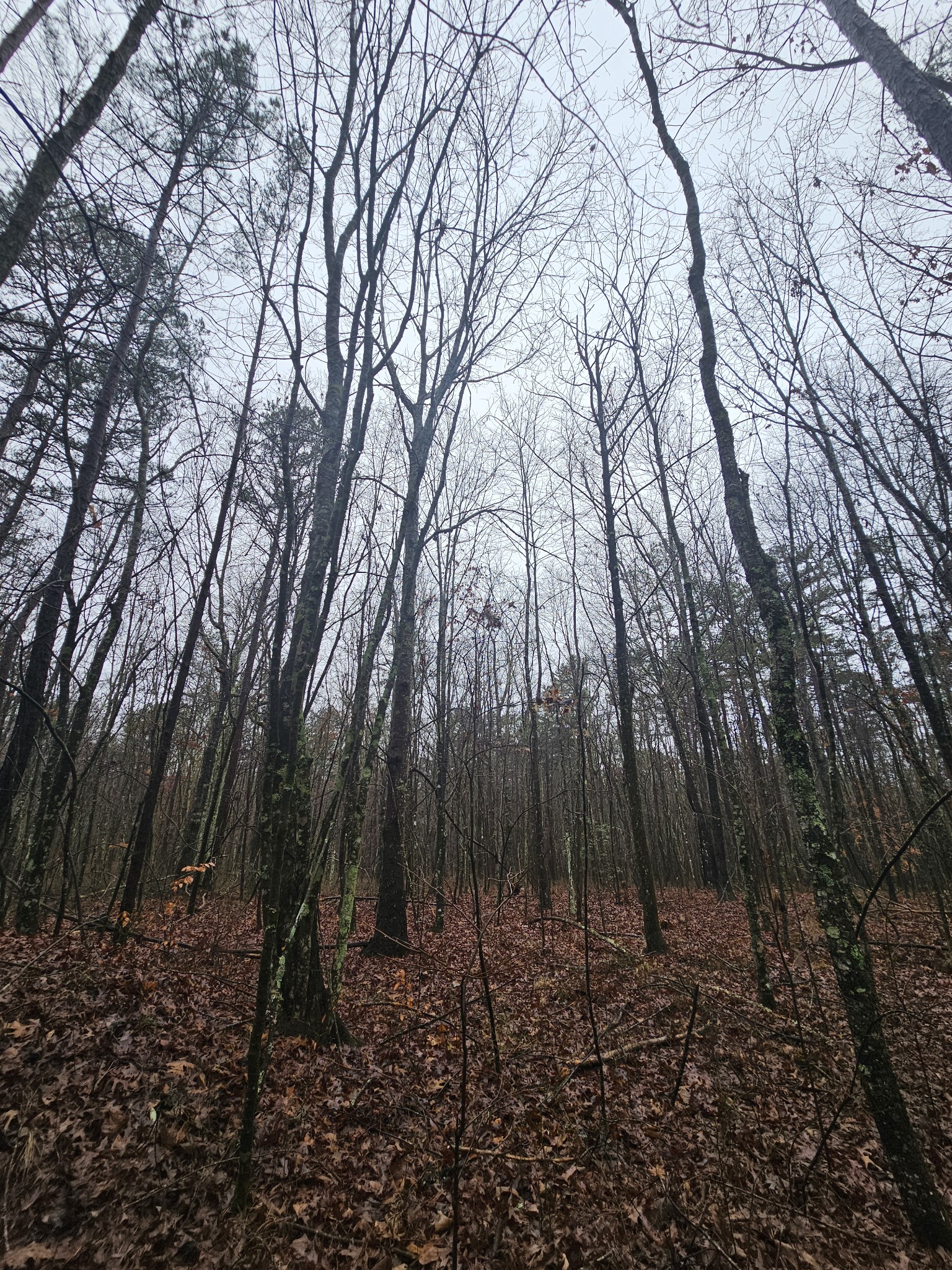 16 Highway 150 Sequatchie, TN 37374 - Photo 3 of 15